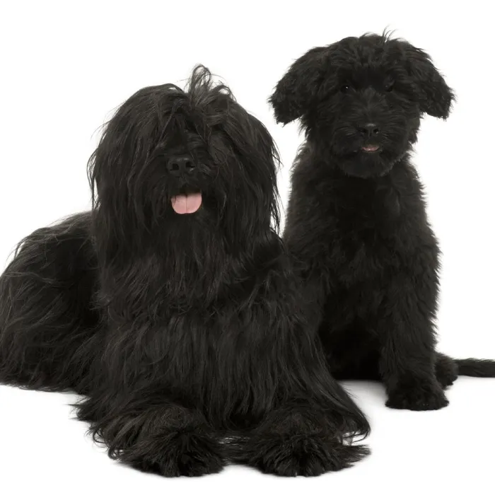 Briard Puppies for Sale image