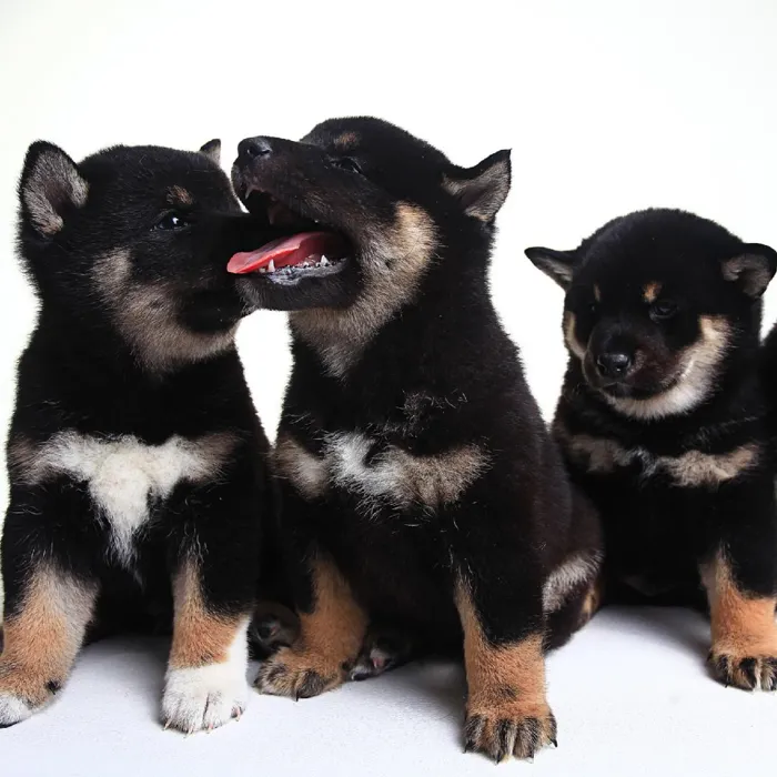 Australian Terrier Puppies for Sale image