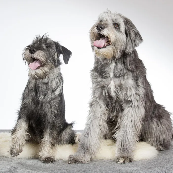 Standard Schnauzer Puppies for Sale image