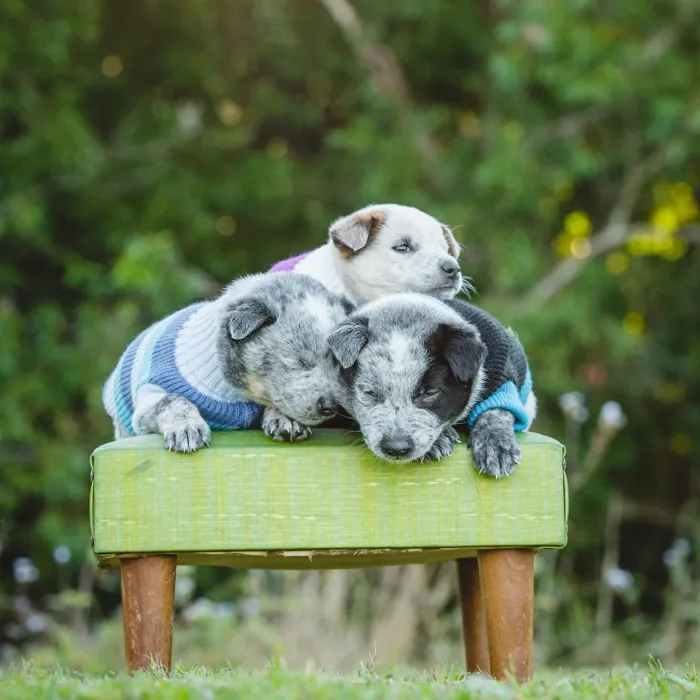 Australian Cattle Puppies for Sale image