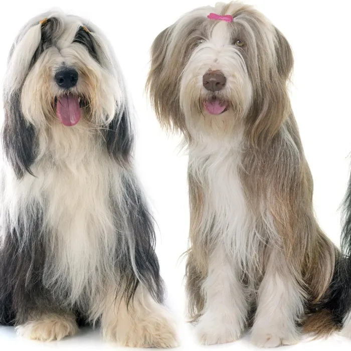 Bearded Collie Puppies for Sale image