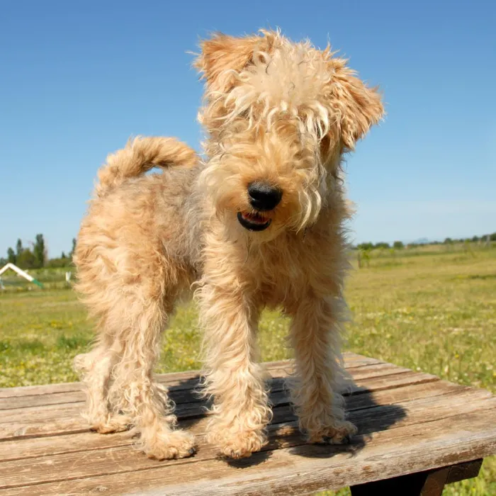 Lakeland Terrier Puppies for Sale image