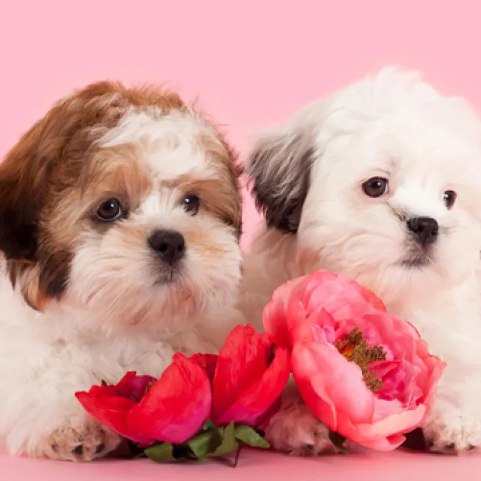 Malshi Puppies for Sale image