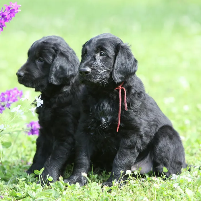 Flat-Coated Retriever Puppies for Sale image