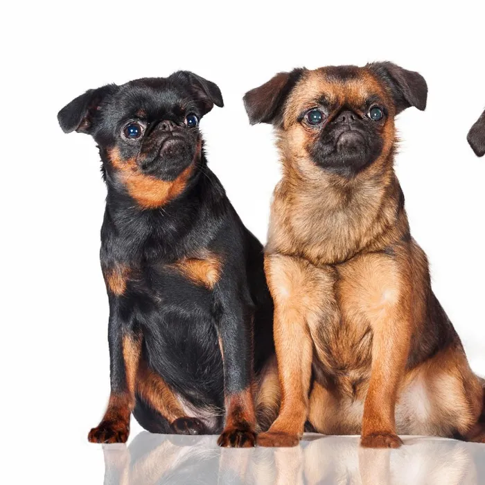Brussels Griffon Puppies for Sale image