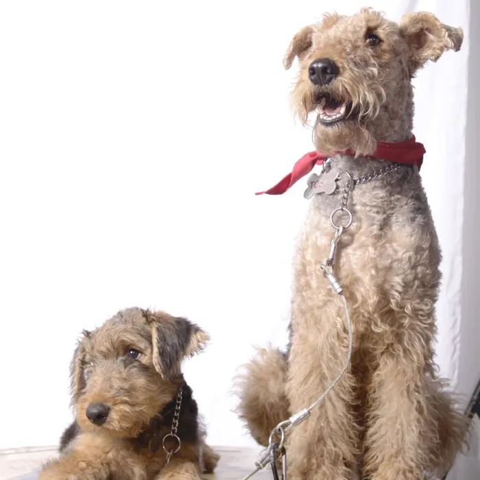 Airedale Terrier Puppies for Sale image