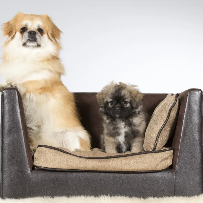 Tibetan Spaniel Puppies for Sale image