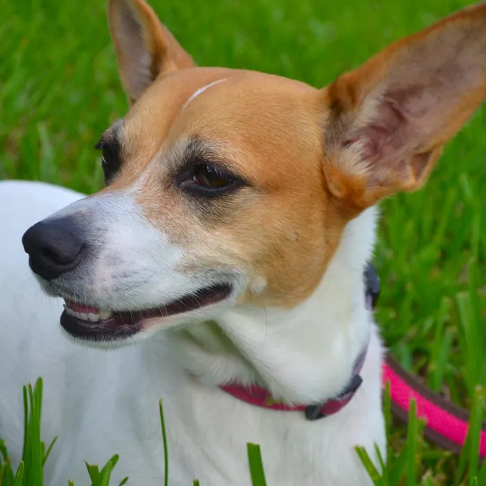 Rat Terrier Puppies for Sale image
