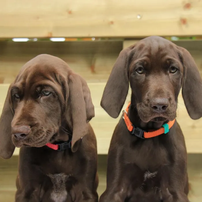 German Shorthaired Pointer Puppies for Sale image