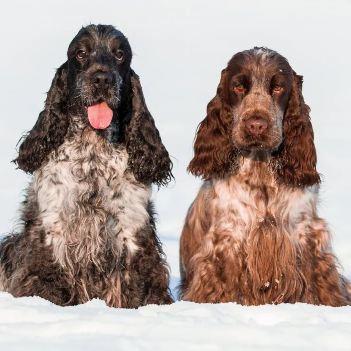 English Cocker Spaniel Puppies for Sale image