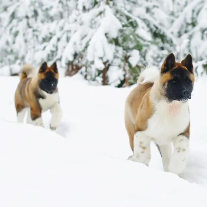 Akita Puppies for Sale image