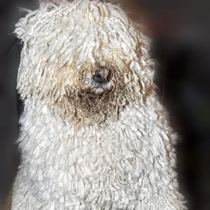 Komondor Puppies for Sale image