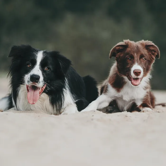 Border Collie Puppies for Sale image