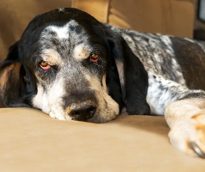 Bluetick Coonhound Puppies for Sale image
