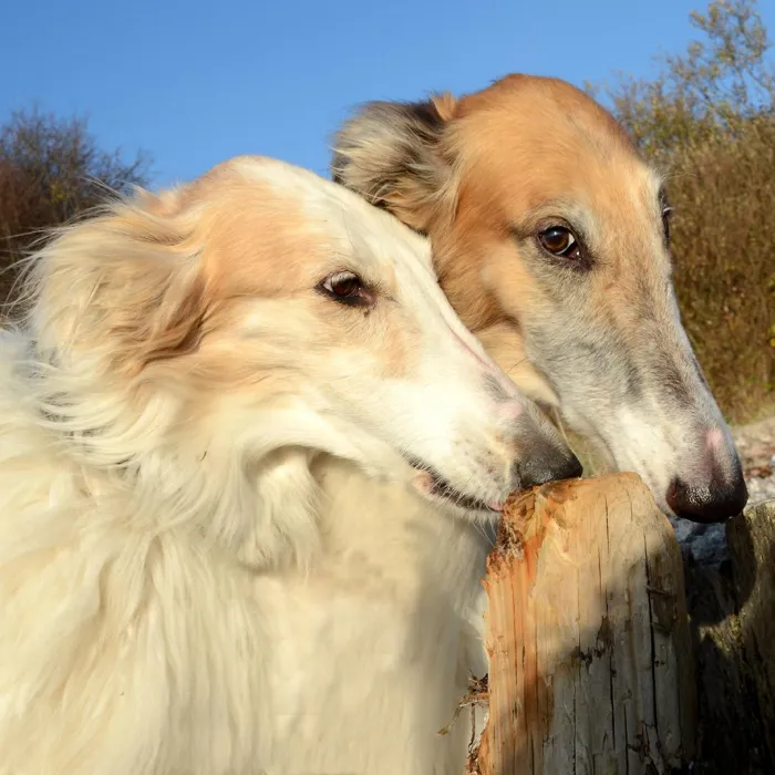 Borzoi Puppies for Sale image
