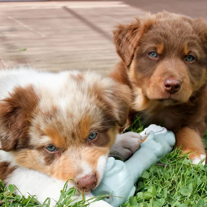 Australian Shepherd Puppies for Sale image