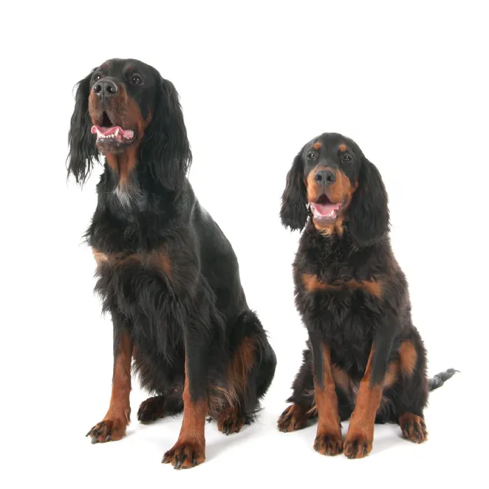Gordon Setter Puppies for Sale image