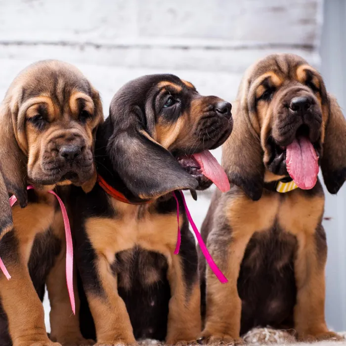 Bloodhound Puppies for Sale image