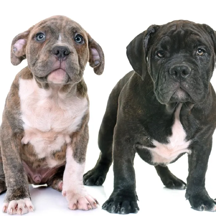 American Staffordshire Terrier Puppies for Sale image