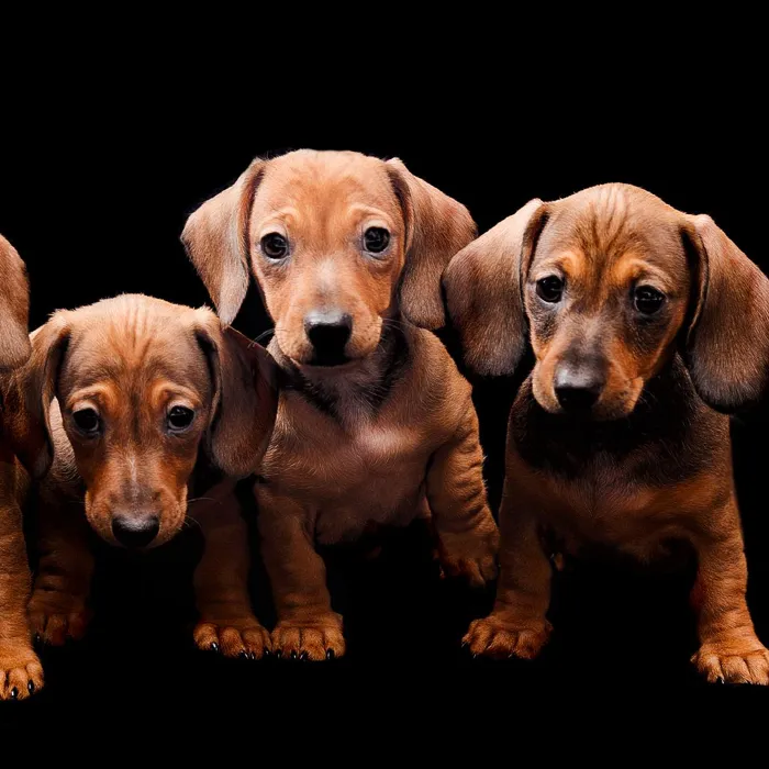 Mini Dachshund Puppies for Sale image