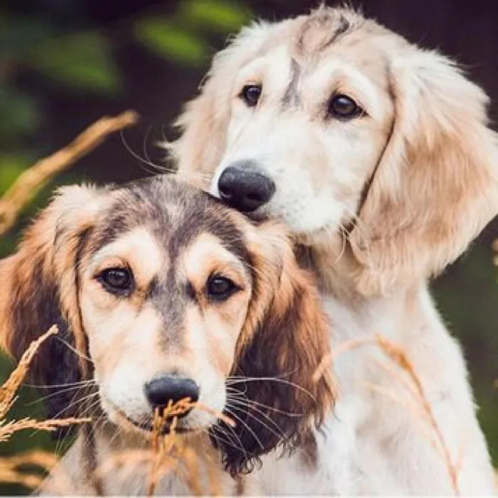 Saluki Puppies for Sale image