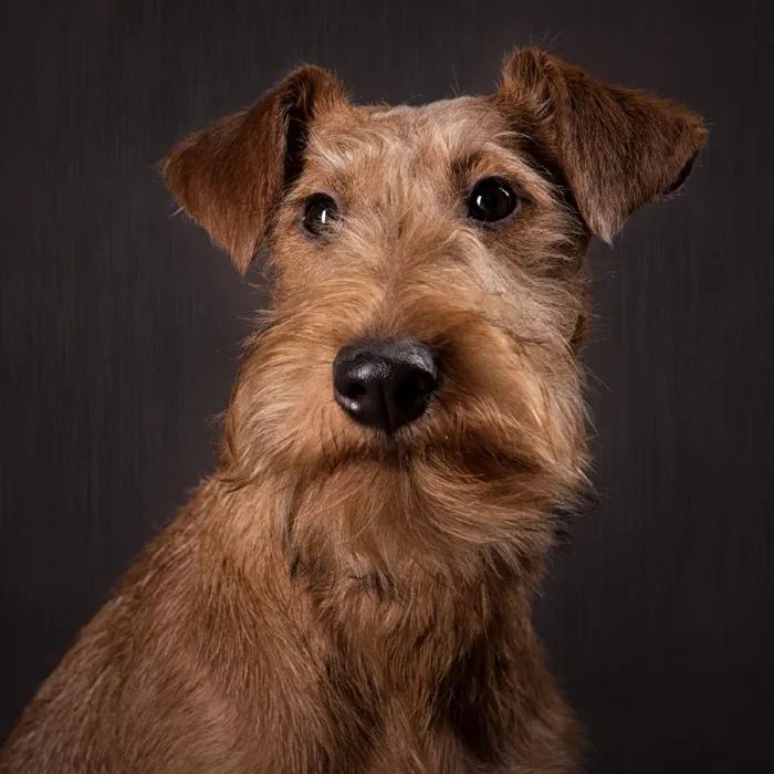 Irish Terrier Puppies for Sale image
