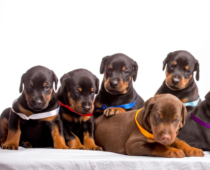 Doberman Pinscher Puppies for Sale image