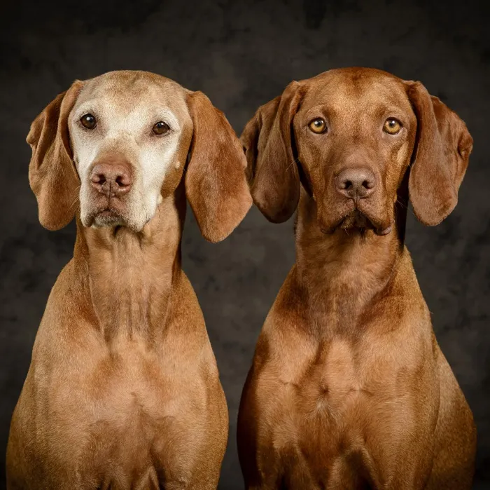 Vizsla Puppies for Sale image