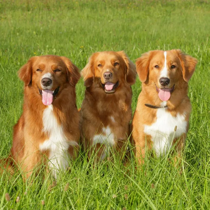 Nova Scotia Duck Tolling Retriever Puppies for Sale image