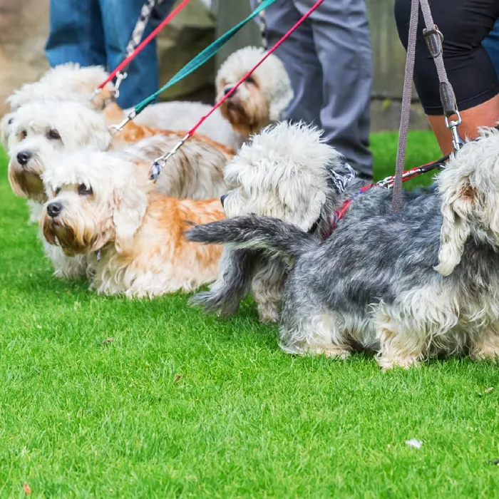Dandie Dinmont Terrier Puppies for Sale image