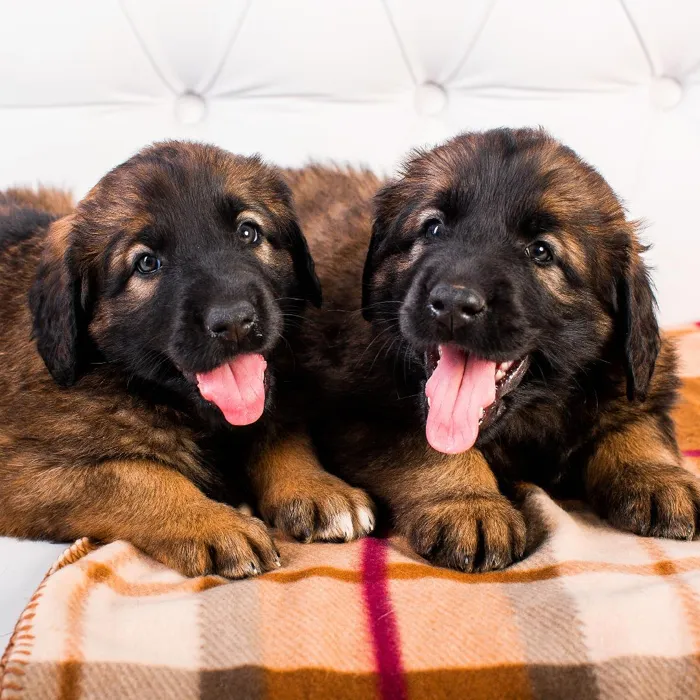 Leonbergers Puppies for Sale image