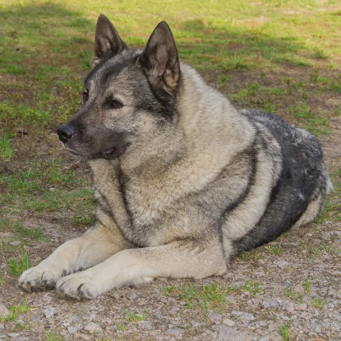 Norwegian Elkhound Puppies for Sale image