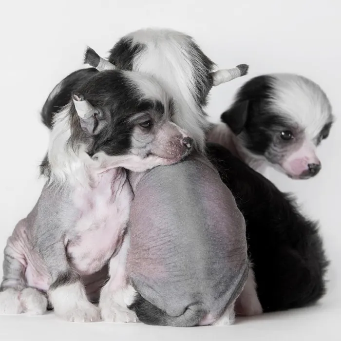 Chinese Crested Puppies for Sale image