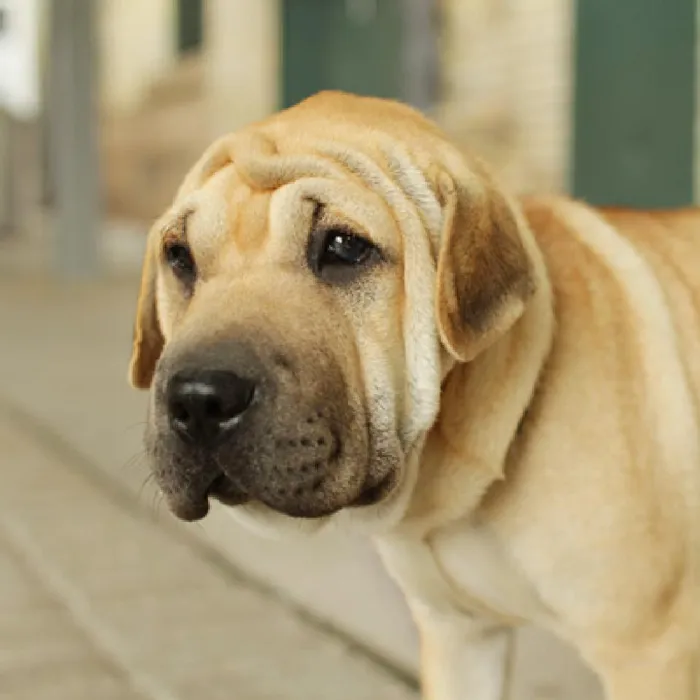 Mini Walrus Puppies for Sale image