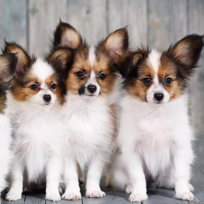 Papillon Puppies for Sale image
