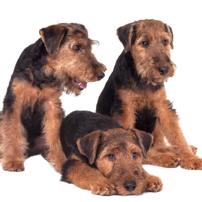 Welsh Terrier Puppies for Sale image