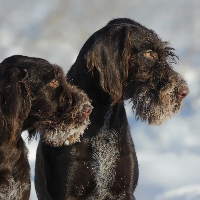 Giant Schnauzer Puppies for Sale image
