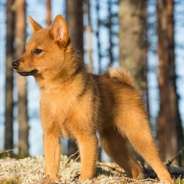 Finnish Spitz Puppies for Sale image