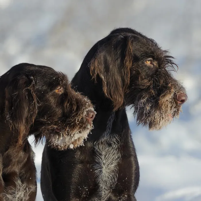 German Wirehair Pointer Puppies for Sale image