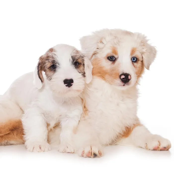 Sealyham Terrier Puppies for Sale image