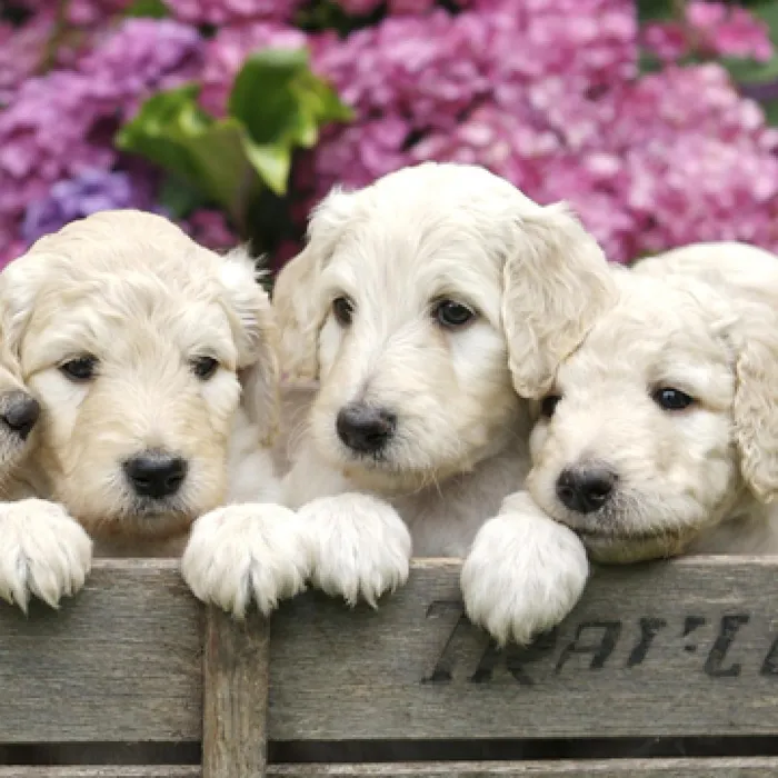 Labradoodle Puppies for Sale image