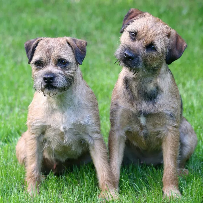 Border Terrier Puppies for Sale image