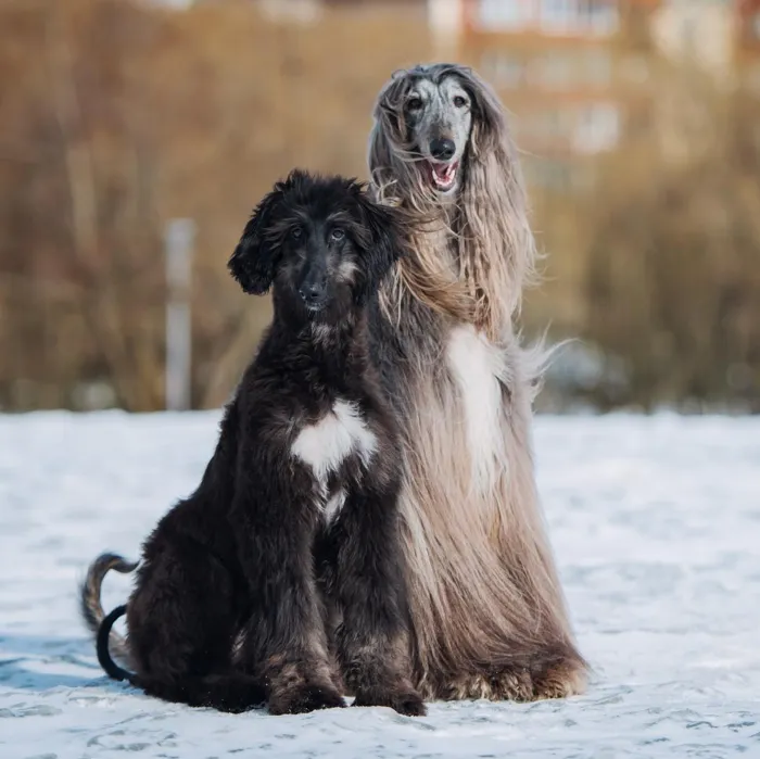 Afghan Hound Puppies for Sale image