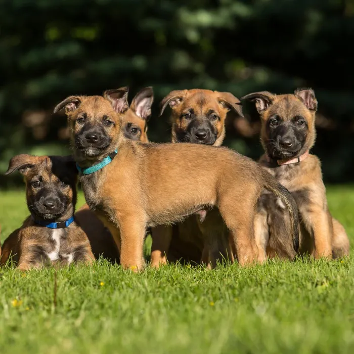Belgian Shepherd Puppies for Sale image