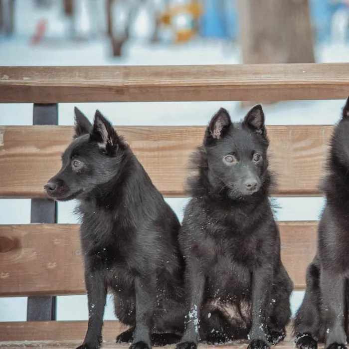 Schipperke Puppies for Sale image