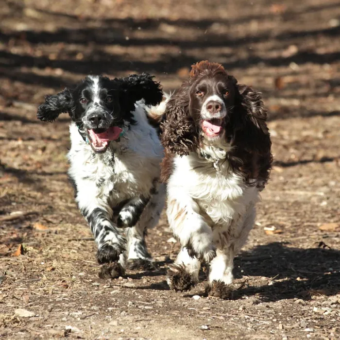 English Springer Spaniel Puppies for Sale image