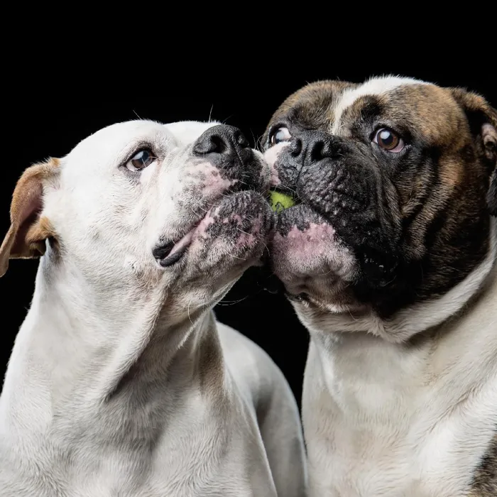 American Bulldog Puppies for Sale image
