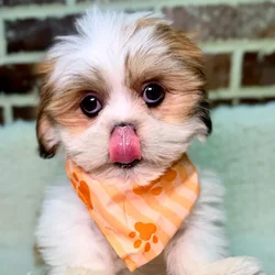 Male Lhasa Apso puppy for sale at Shake A Paw Union.