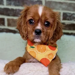 Female Cavalier King Charles Spaniel puppy for sale at Shake A Paw Union.