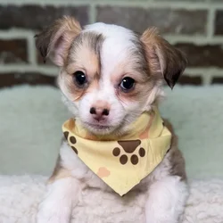 Male Chihuahua puppy for sale at Shake A Paw Union.